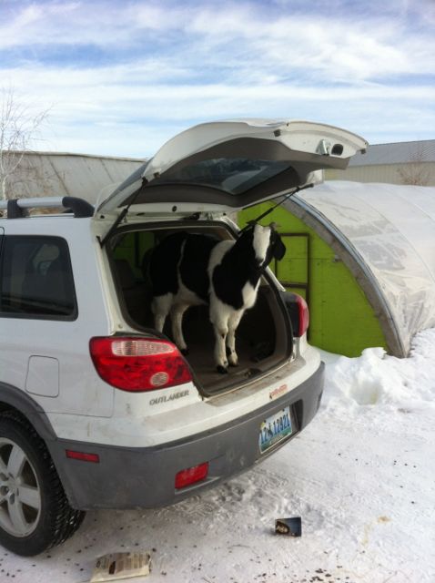 Trunk Goat