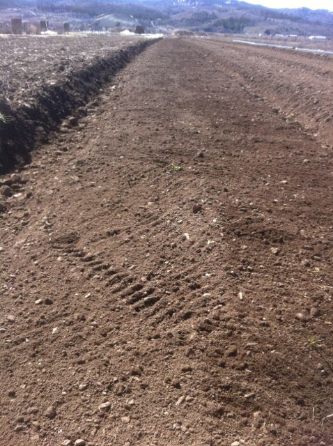 Carrot Bed